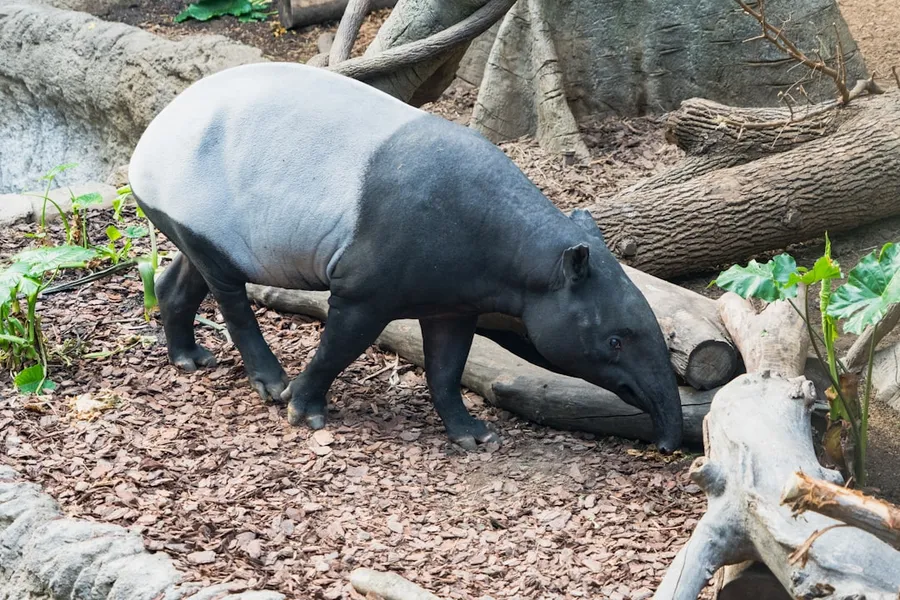 Ilustrasi mimpi tapir — a hippopotamus walking around in a zoo exhibit