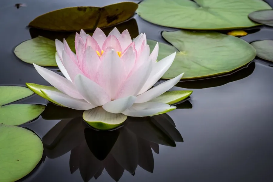 Ilustrasi mimpi teratai — rule of thirds photography of pink and white lotus flower floating on body of water