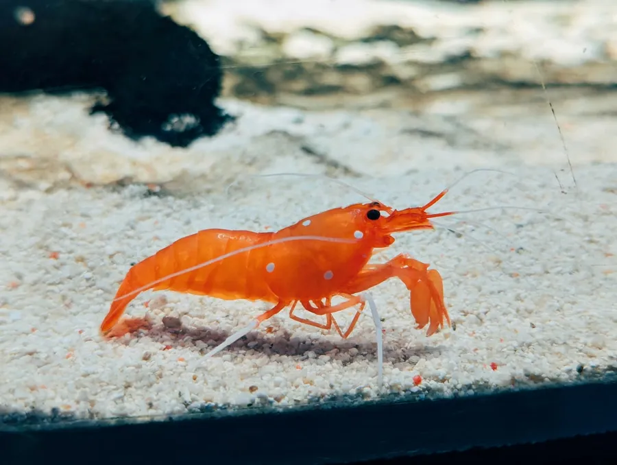 Ilustrasi mimpi udang — A close up of a small orange animal in the sand