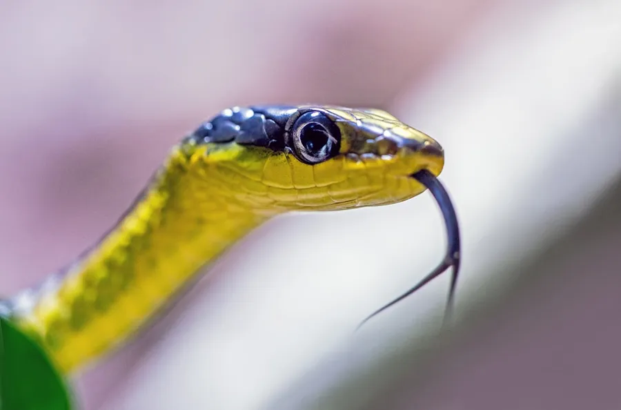 Ilustrasi mimpi ular kuning — yellow and black snake