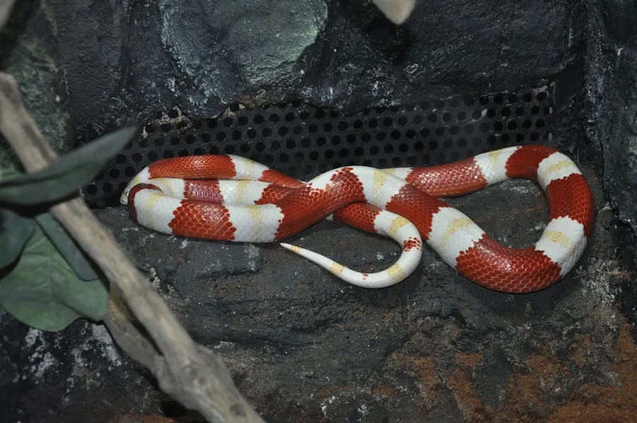 Ilustrasi mimpi ular merah — a red and white snake laying on a rock